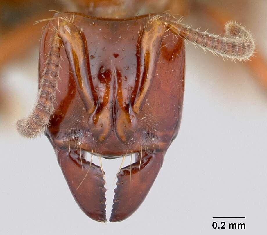 Imagem de Centromyrmex brachycola (Roger 1861)