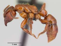 Imagem de Centromyrmex brachycola (Roger 1861)