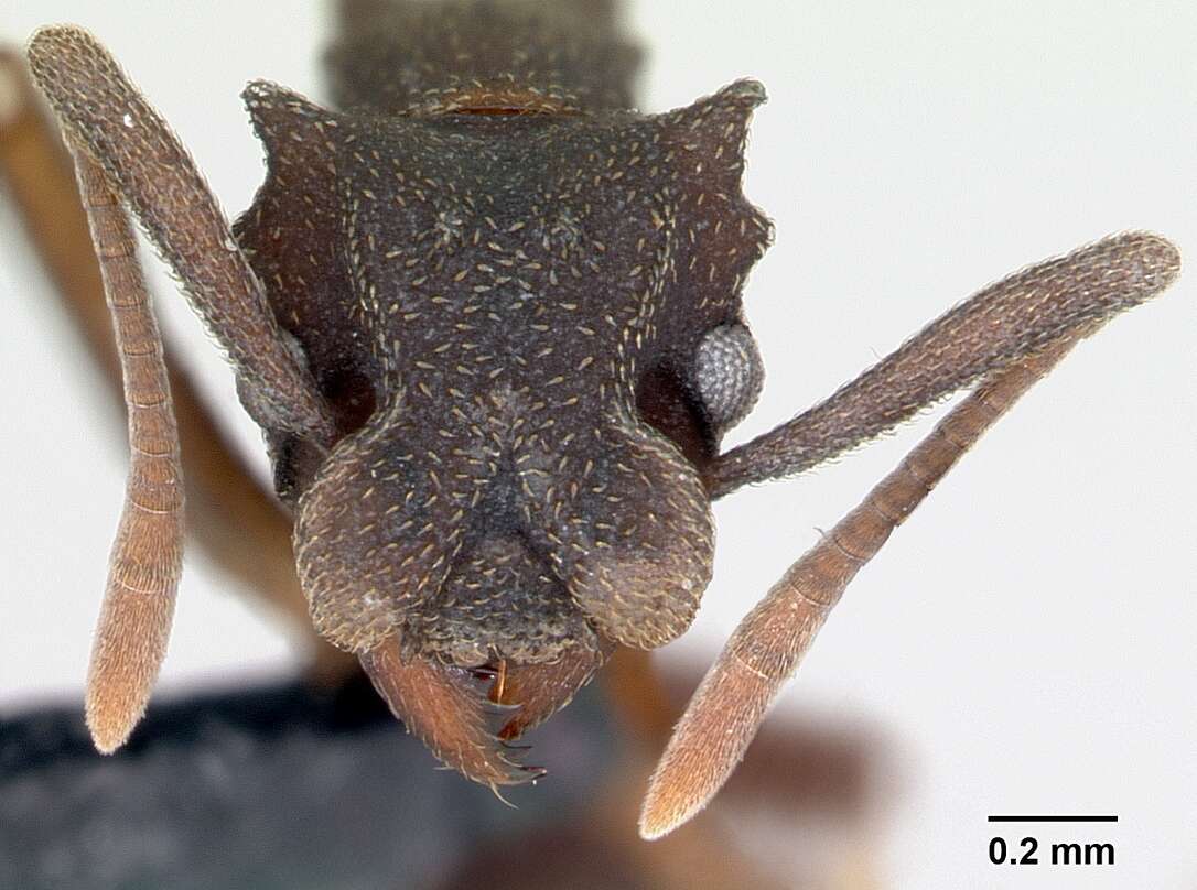 Image of Cyphomyrmex cornutus Kempf 1968