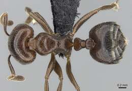 Image of Crematogaster lobata Emery 1895