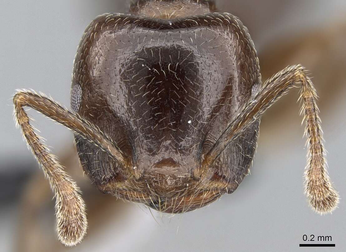 Image of Crematogaster lobata Emery 1895