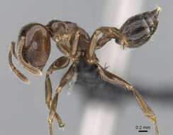 Image of Crematogaster lobata Emery 1895