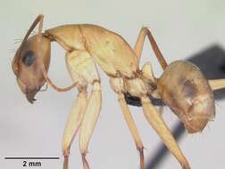 Image of Camponotus maculatus (Fabricius 1782)