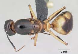 Image of Camponotus maculatus (Fabricius 1782)