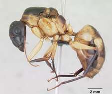 Image of Camponotus maculatus (Fabricius 1782)