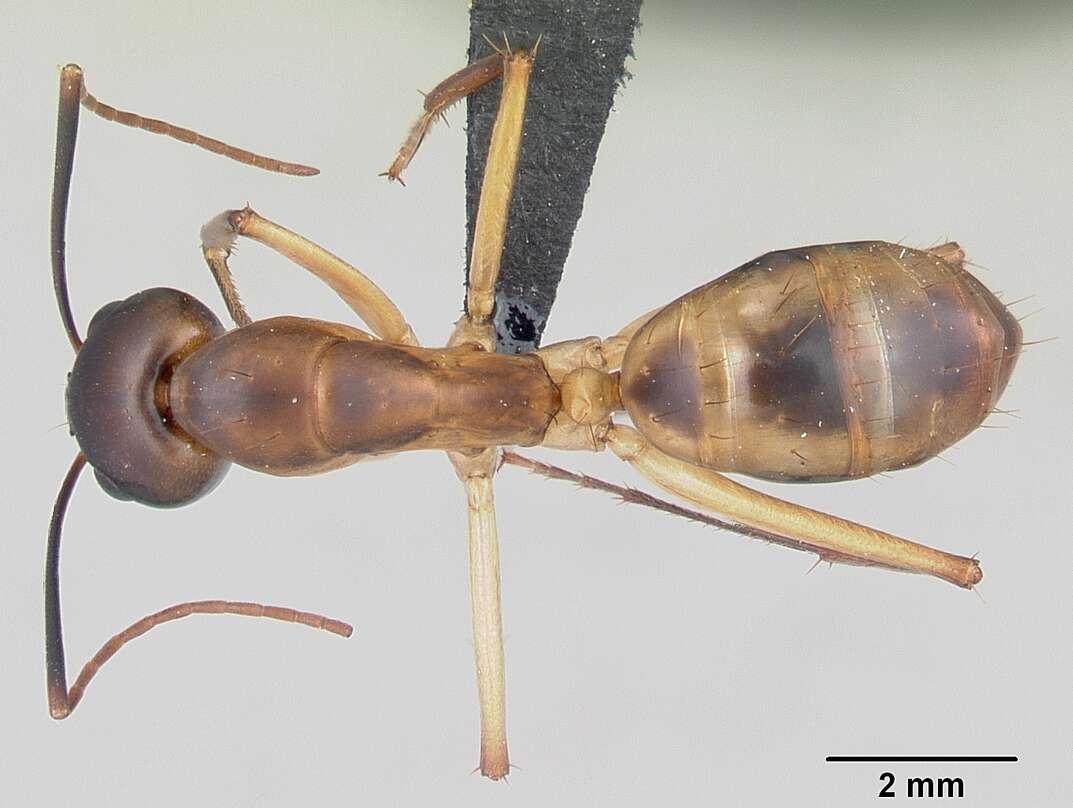 Image of Camponotus maculatus (Fabricius 1782)