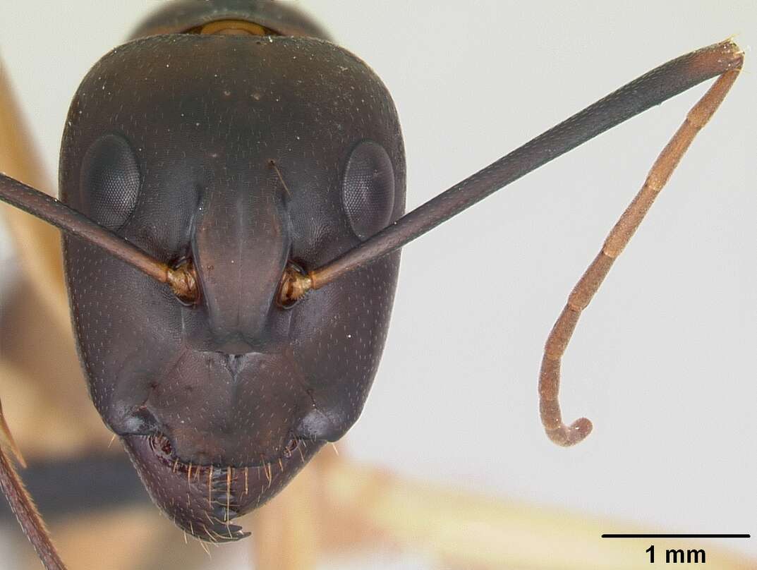 Image of Camponotus maculatus (Fabricius 1782)