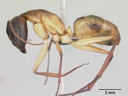 Image of Camponotus maculatus (Fabricius 1782)