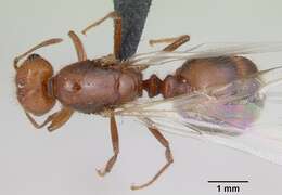 Image of Fire ant