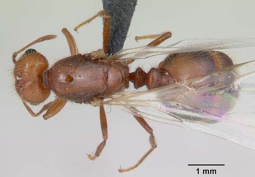 Solenopsis geminata (Fabricius 1804) resmi