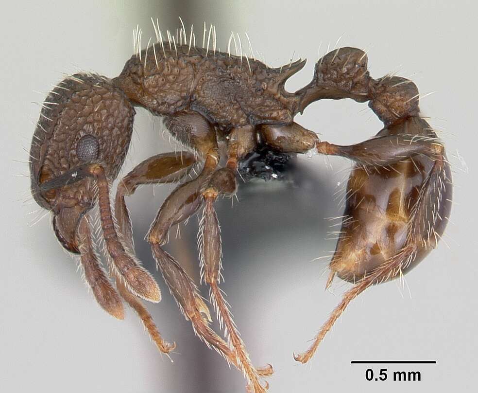 Image of Tetramorium pacificum Mayr 1870