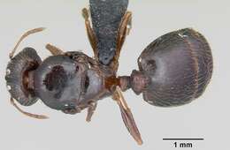 Image of Bigheaded ant