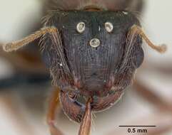 Image of Bigheaded ant