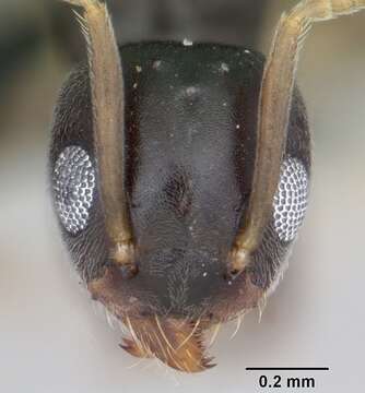 Image of Technomyrmex vitiensis