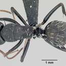 Image of Camponotus grandidieri Forel 1886