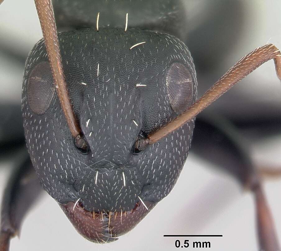 Plancia ëd Camponotus grandidieri Forel 1886