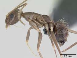 Image of Crazy Ant