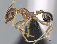 Image of Bigheaded ant