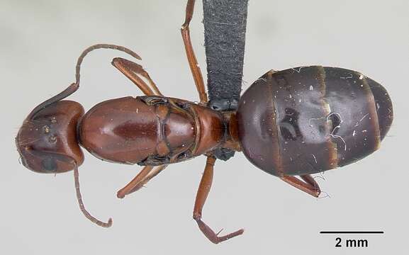 Слика од Camponotus aurosus Roger 1863