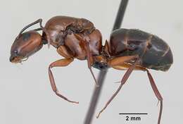 Image of Camponotus aurosus Roger 1863