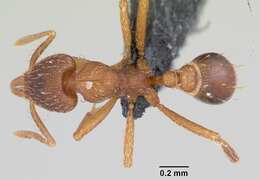 Image of Strumigenys ludovici