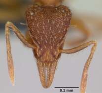 Image of Strumigenys ludovici