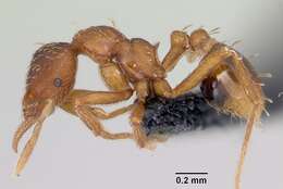 Image of Strumigenys ludovici