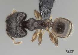 Image of Pheidole annemariae Forel 1918