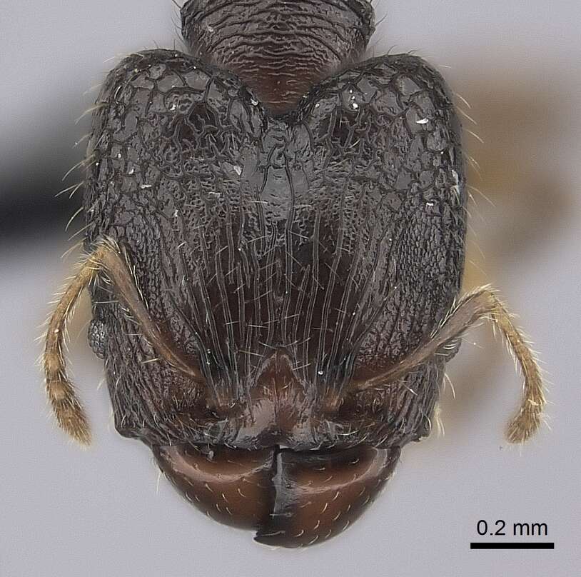 Image of Pheidole annemariae Forel 1918