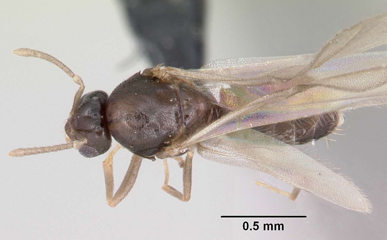 Brachymyrmex cordemoyi Forel 1895 resmi