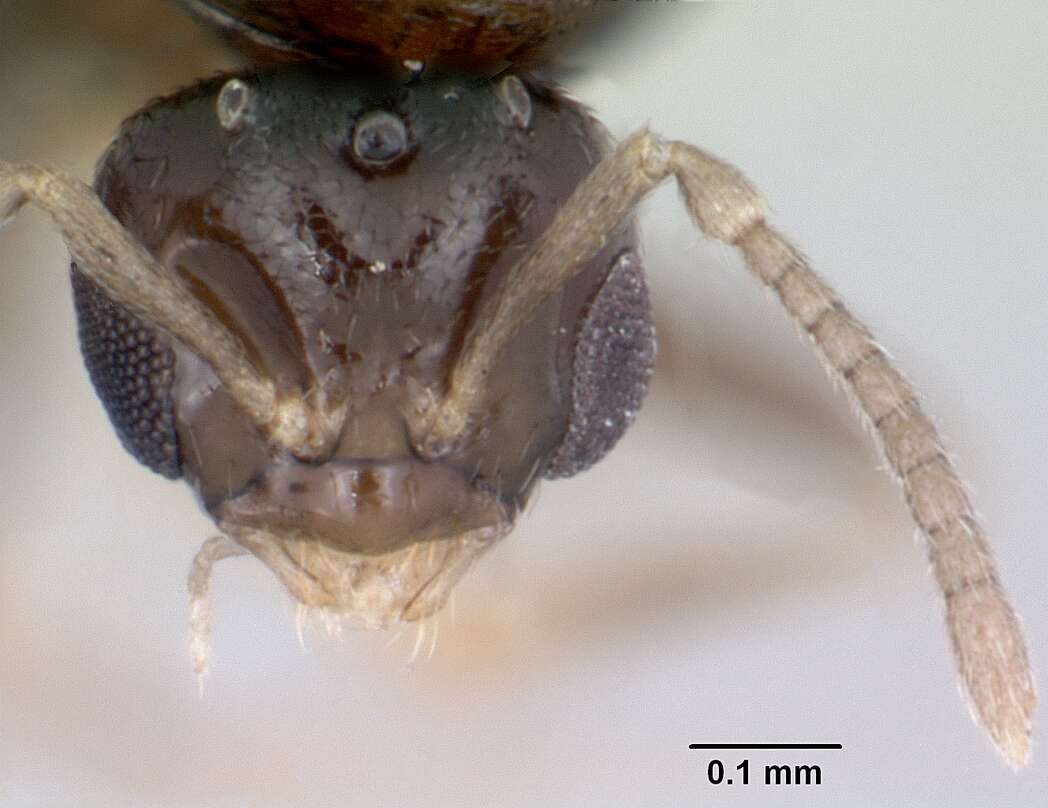 Brachymyrmex cordemoyi Forel 1895 resmi