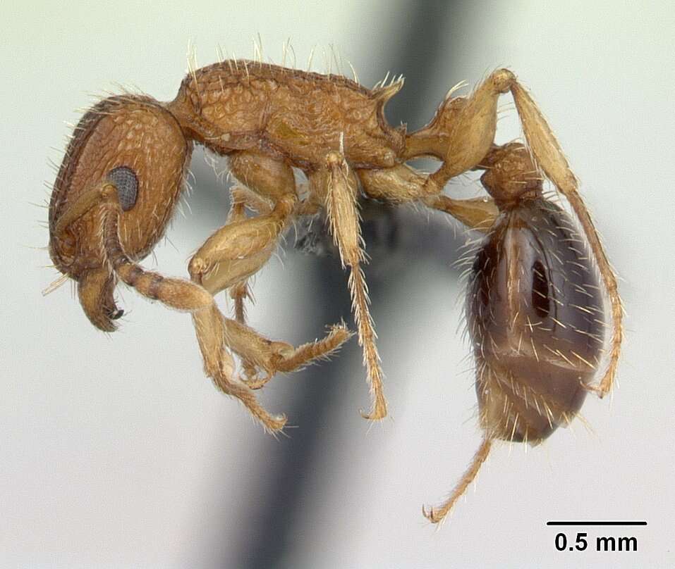 Image of Tetramorium