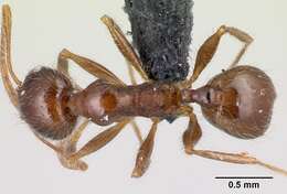 Image of Pheidole decepticon