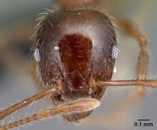 Image of Pheidole decepticon