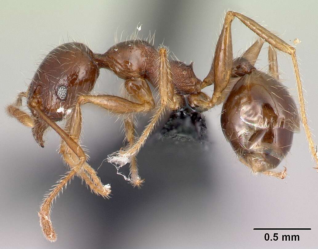 Image of Pheidole decepticon