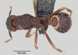Image of Strumigenys ludovici