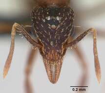 Image of Strumigenys ludovici
