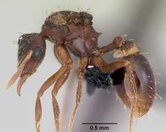 Image of Strumigenys ludovici
