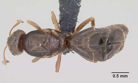 Image of Brachymyrmex cordemoyi Forel 1895