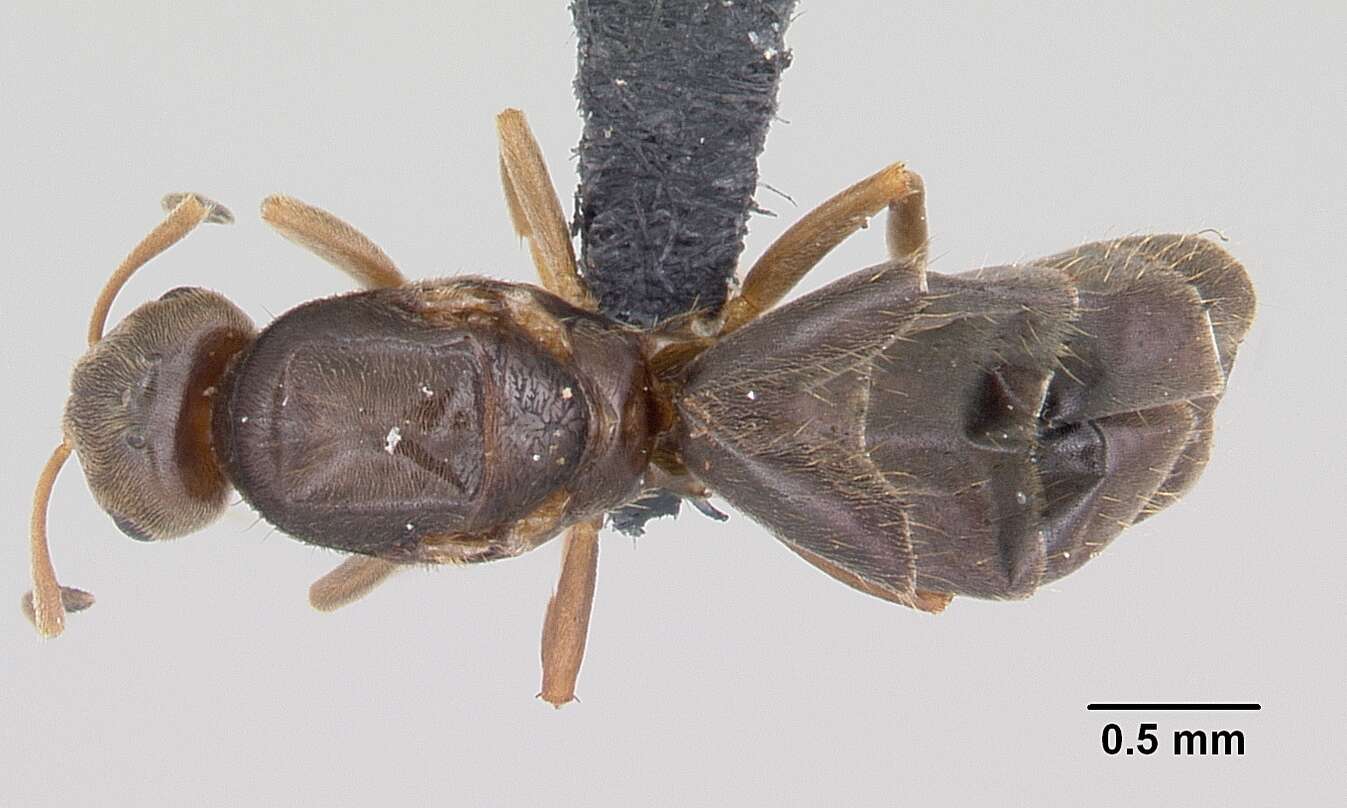 Brachymyrmex cordemoyi Forel 1895 resmi