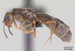 Brachymyrmex cordemoyi Forel 1895 resmi