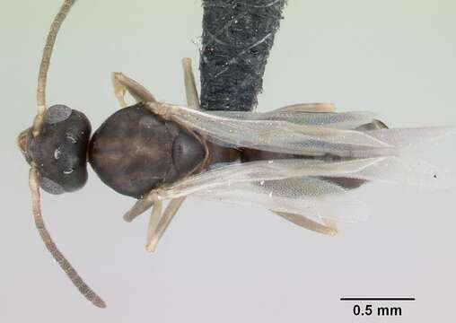 Image of Technomyrmex vitiensis