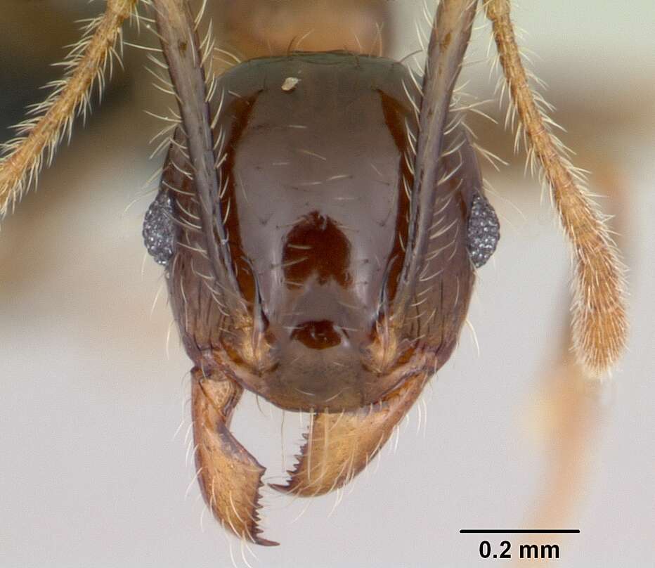 Image of Bigheaded ant