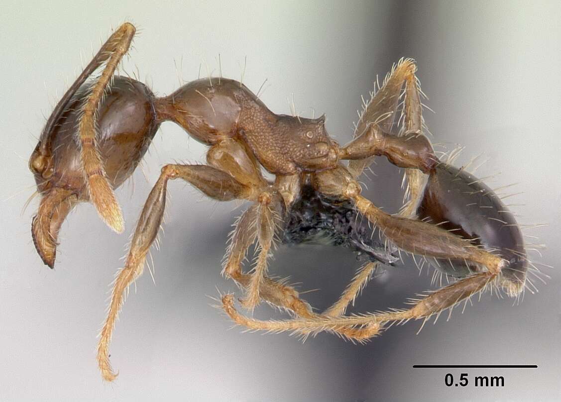 Image of Bigheaded ant