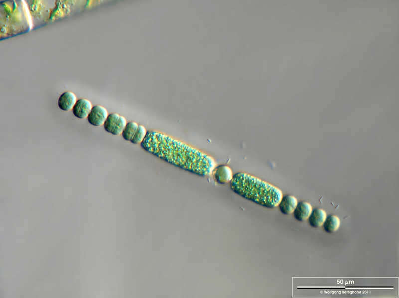 Image of Anabaena lapponica