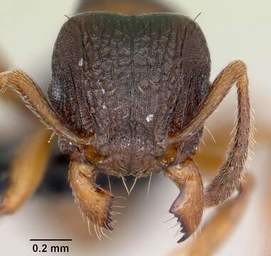 Image of Tetramorium humbloti Forel 1891