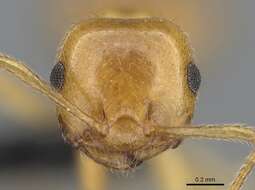 Crematogaster kelleri Forel 1891 resmi