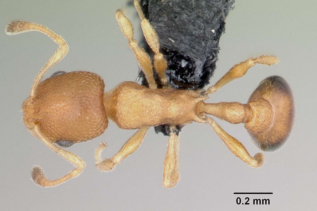 Image of Tramp Ants