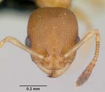 Image of Tramp Ants