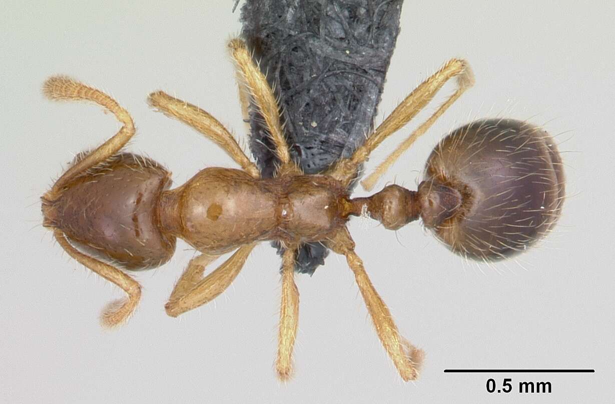 Syllophopsis sechellensis resmi